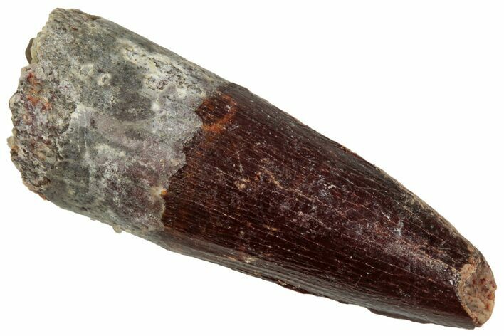 Juvenile Fossil Spinosaurus Tooth - Real Dinosaur Tooth #348725